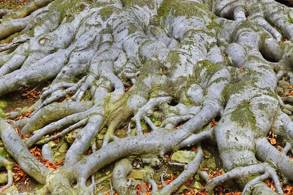 古い木の根 ヨーロッパのブナ ファグスシルヴァティカ 公園城Hukvaldy モラヴィア チェコ共和国 — ストック写真
