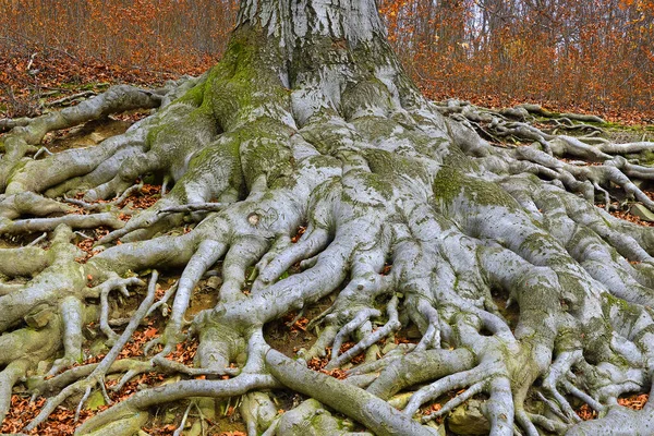 Eski ağaç kökleri - Avrupa kayın ağacı (Fagus sylvatica), park şatosu Hukvaldy, Moravya, Çek Cumhuriyeti