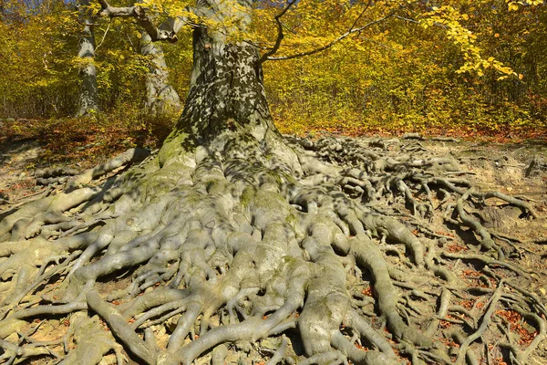 古い木の根 ヨーロッパのブナ ファグスシルヴァティカ 公園城Hukvaldy モラヴィア チェコ共和国 — ストック写真
