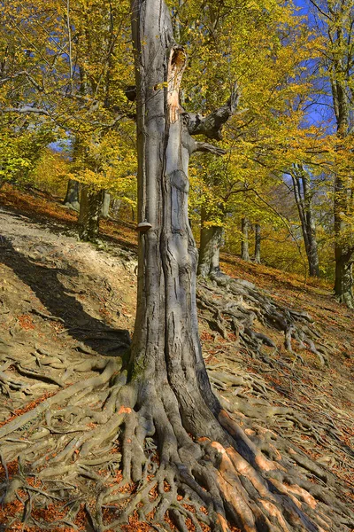 Staré Kořeny Stromů Buk Evropský Fagus Sylvatica Zámek Hukvaldy Morava — Stock fotografie