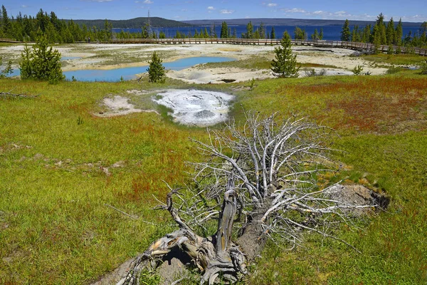 West Thumb Geyser Basin Ledge Spring Paisajes Escénicos Del Parque — Foto de Stock