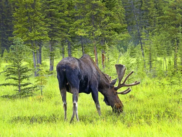 Moose Paisagem Torno Estrada Alasca Alasca Eua — Fotografia de Stock