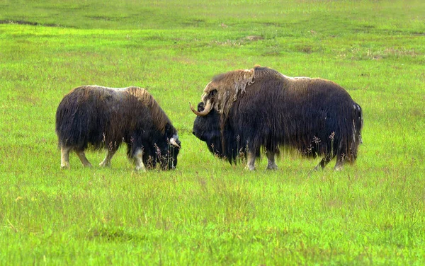 Yukon Canada Boeuf Musqué Ovibos Moschatus Près Route Alaska — Photo