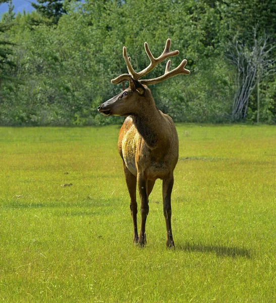 Yukon Territory Canada Elk Cervus Elaphus Bij Alaska Highway — Stockfoto