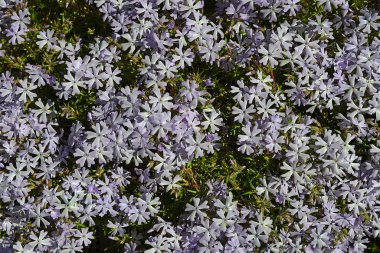 Güzel renkli çiçeklerin yakın görüntüsü