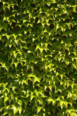 Ağaç kabuğu - soyut arkaplan