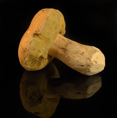 Koyu arkaplanda mantarlar