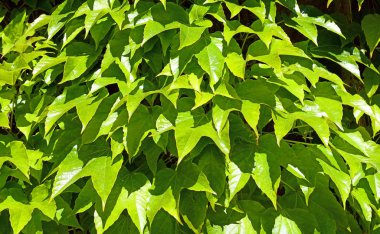 Soyut yeşil yaprak - arkaplan