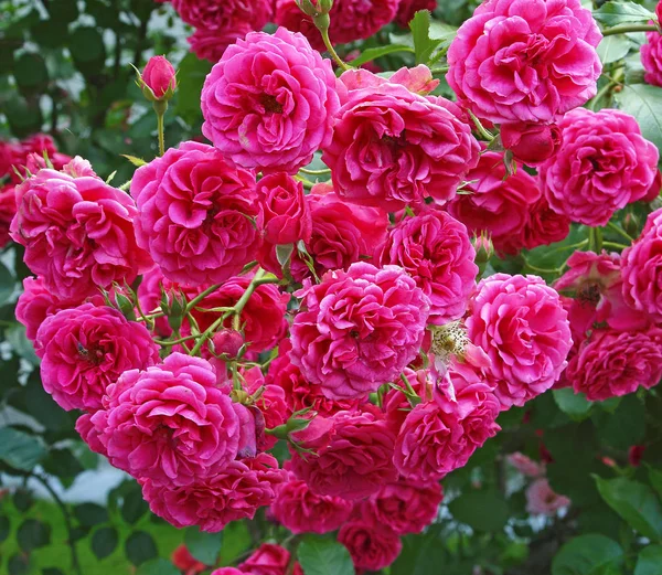 Flower Rose Background — Stock Photo, Image