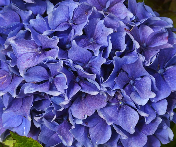 Flower of hydrangea - background