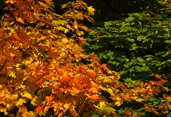 나뭇잎으로 이루어진 다채롭고 — 스톡 사진