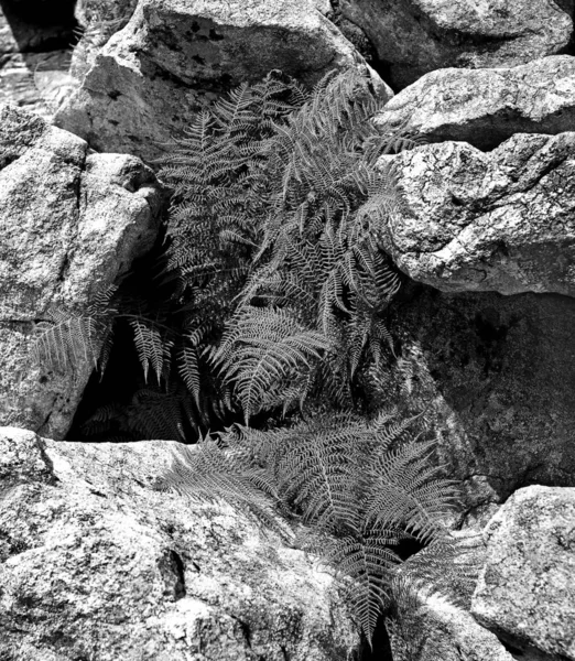 Background - black and white fern between stones, Caucasus