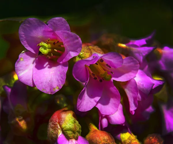Blüte Der Bergenie Bergenie Ist Eine Gattung Von Zehn Arten — Stockfoto