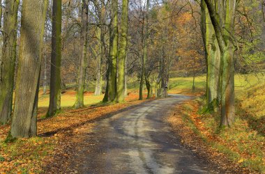 Yaşlı ağaç, park ve geyik parkı Hukvaldy Şatosu etrafında sonbahar, Çek Cumhuriyeti