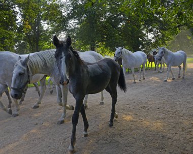 Kladruby nad Labem, Ulusal Damızlık Çiftliği, Unesco Dünya Mirası Sitesi, Çek Cumhuriyeti. Eski Kladruber atları, tarihsel olarak gri atlar kraliyet sarayındaki tören için kullanılırdı.