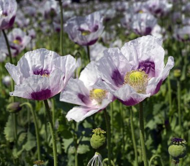 Çiçek açan haşhaş tarlası.