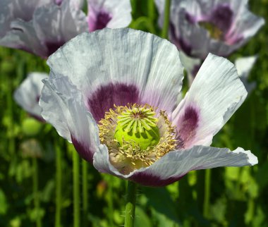 Çiçek açan haşhaş tarlası.