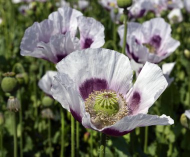 Çiçek açan haşhaş tarlası.