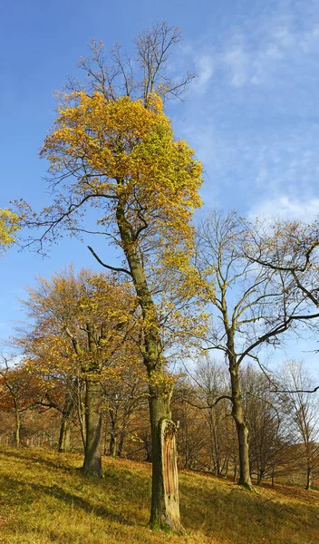 Árbol Viejo Parque Parque Ciervos Alrededor Del Castillo Hukvaldy Otoño — Foto de Stock