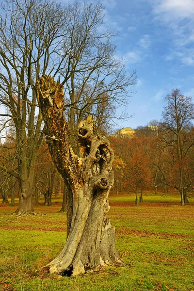 Starý Strom Park Jelení Park Kolem Zámku Hukvaldy Podzim Česká — Stock fotografie