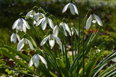 Arkaplan olarak renkli bahar çiçekleri