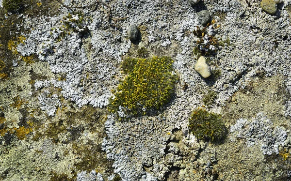 Colored Lichen Stone Background — Stock Photo, Image