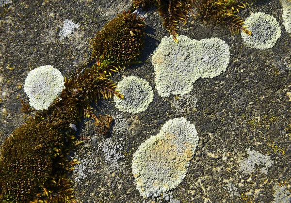 Colored Lichen Stone Background — Stock Photo, Image