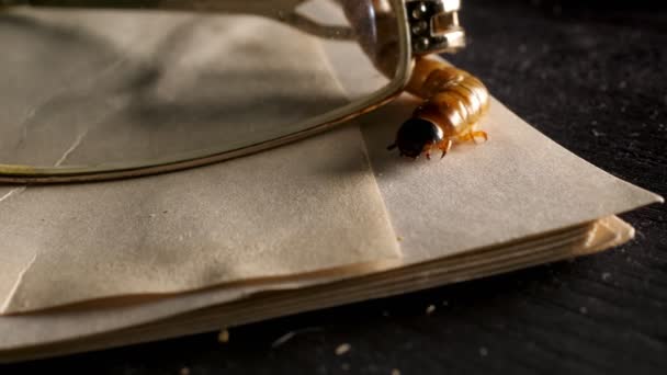 Großaufnahme Von Insekten Auf Dem Schreibtisch Mit Brille Und Dokumenten — Stockvideo