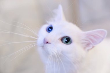 Farklı gözlere sahip beyaz kedi yakından dalgın görünüyor.