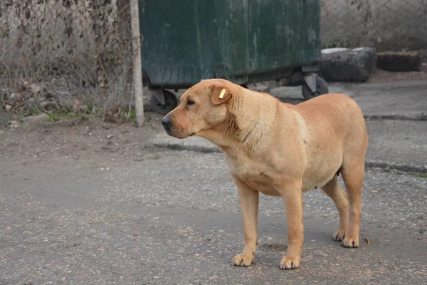 Stray Dog Plastic Tag His Ear — Stock Photo, Image