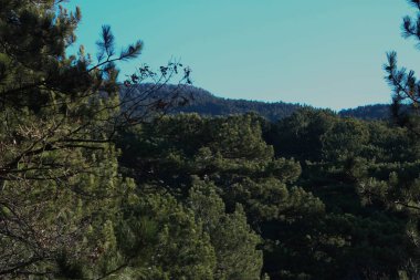 Mavi gökyüzünün altındaki ağaçların yeşil tacı