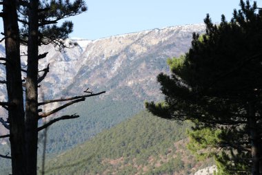 Dağların arka planındaki ağaç karlı ve mavi gökyüzü bulutlu