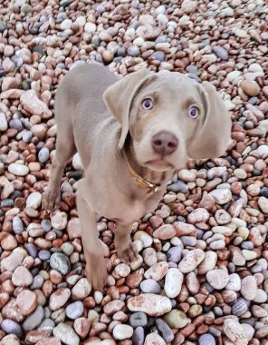 Kıyıdaki Weimar işaretçisi köpek yavrusu