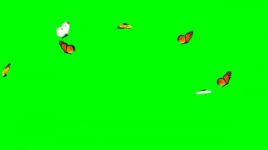 Yeşil ekran arka planlı uçan kelebekler