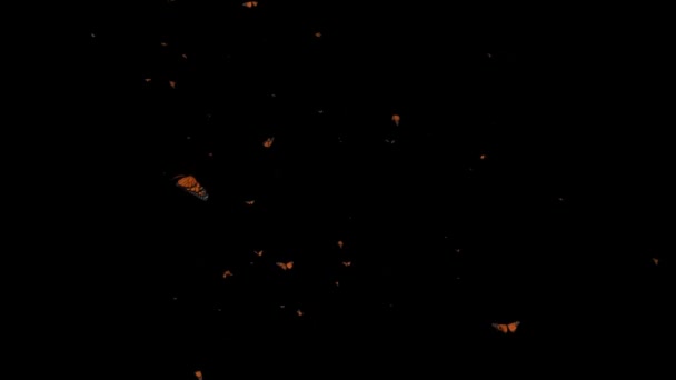 Flygande Fjärilar Med Mörk Bakgrund — Stockvideo