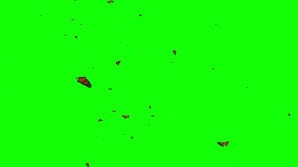 Mariposas Voladoras Con Fondo Pantalla Verde — Vídeo de stock