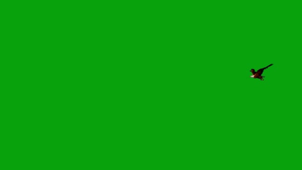 Flying Eagle Green Screen Background — Stock Video