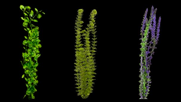 Onderwaterplanten Motion Graphics Met Donkere Achtergrond — Stockvideo