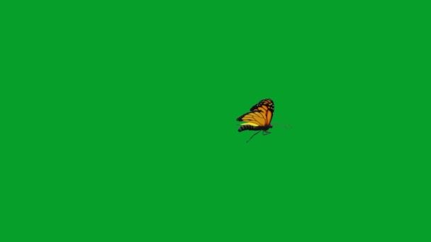 Yeşil Ekran Arka Planına Sahip Uçan Kelebek Hareketi Grafikleri — Stok video