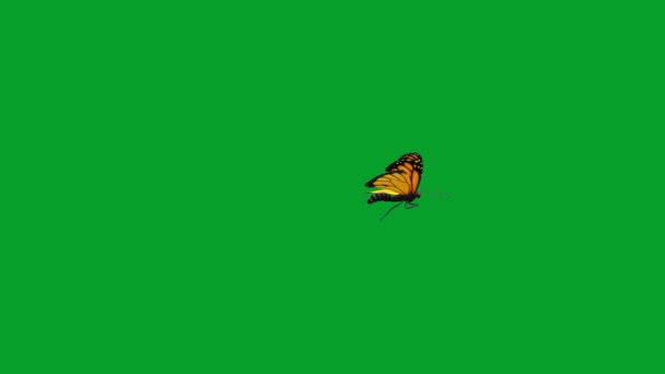 Graphiques de mouvement papillon volant avec fond d'écran vert 