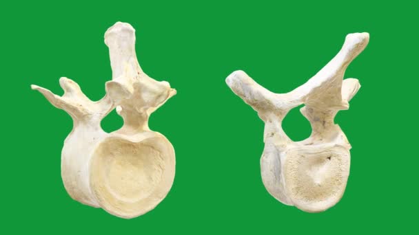 Human Lumbar Vertebrae Motion Graphics Green Screen Background — 비디오