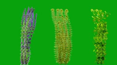 Su altı bitkileri yeşil ekran arka planına sahip hareket grafikleri