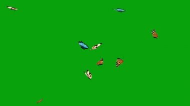 Yeşil perdeli uçan kelebekler.