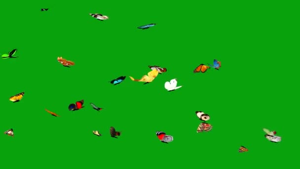 緑の画面の背景を持つ飛行蝶2 — ストック動画