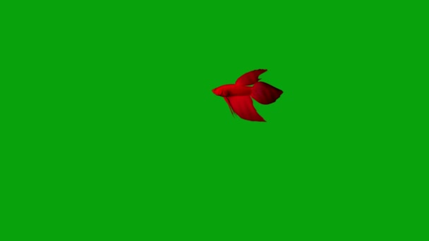 游动红色贝塔鱼的运动图形与绿色屏幕背景 — 图库视频影像