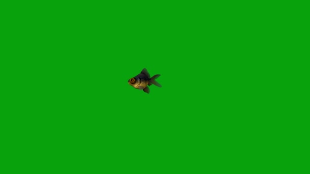 緑色の画面の背景を持つ水泳ブラックムーア魚の動きグラフィックス — ストック動画