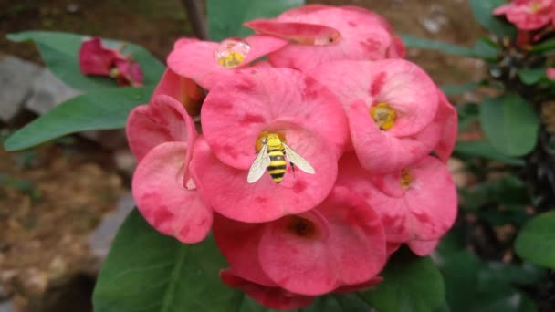 Abeja Miel Exprimiendo Néctar Una Flor Jardín — Vídeo de stock