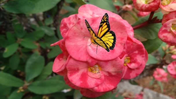 Hermosa Mariposa Monarca Exprimiendo Néctar Una Flor Jardín — Vídeos de Stock