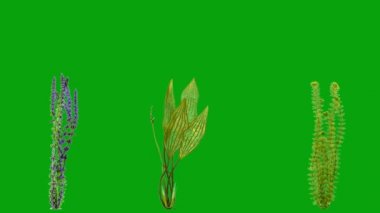 Su altı bitkileri hareket grafikleri yeşil ekran arkaplan 4