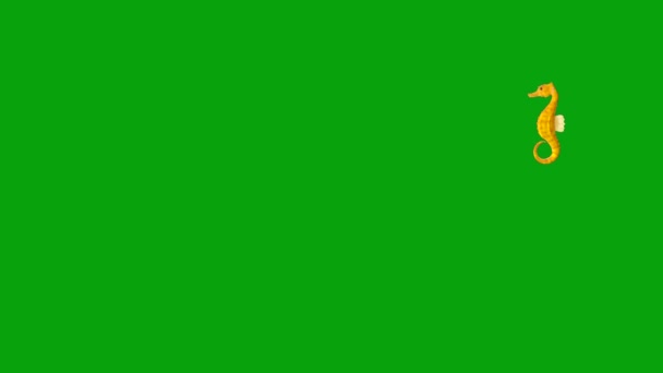 Swimming Sea Horse Motion Graphics Green Screen Background — Stock Video